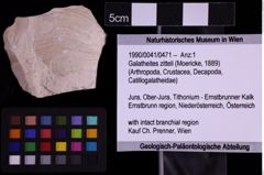 Foto (Objekt + Etiketten) von Galatheites zitteli (Moericke, 1889) (NHMW-GEO-1990-0041-0471)